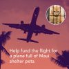 Second Chance Movement™  I Heart Shelter Pets Standard Tee White- Helps Fund Emergency Maui Rescue Expedition Flight - Image 2