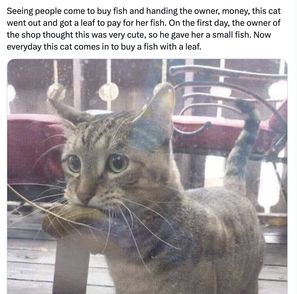 Cat Grabs A Leaf With Her Mouth, Presents It To Shop Owner To Buy Fish