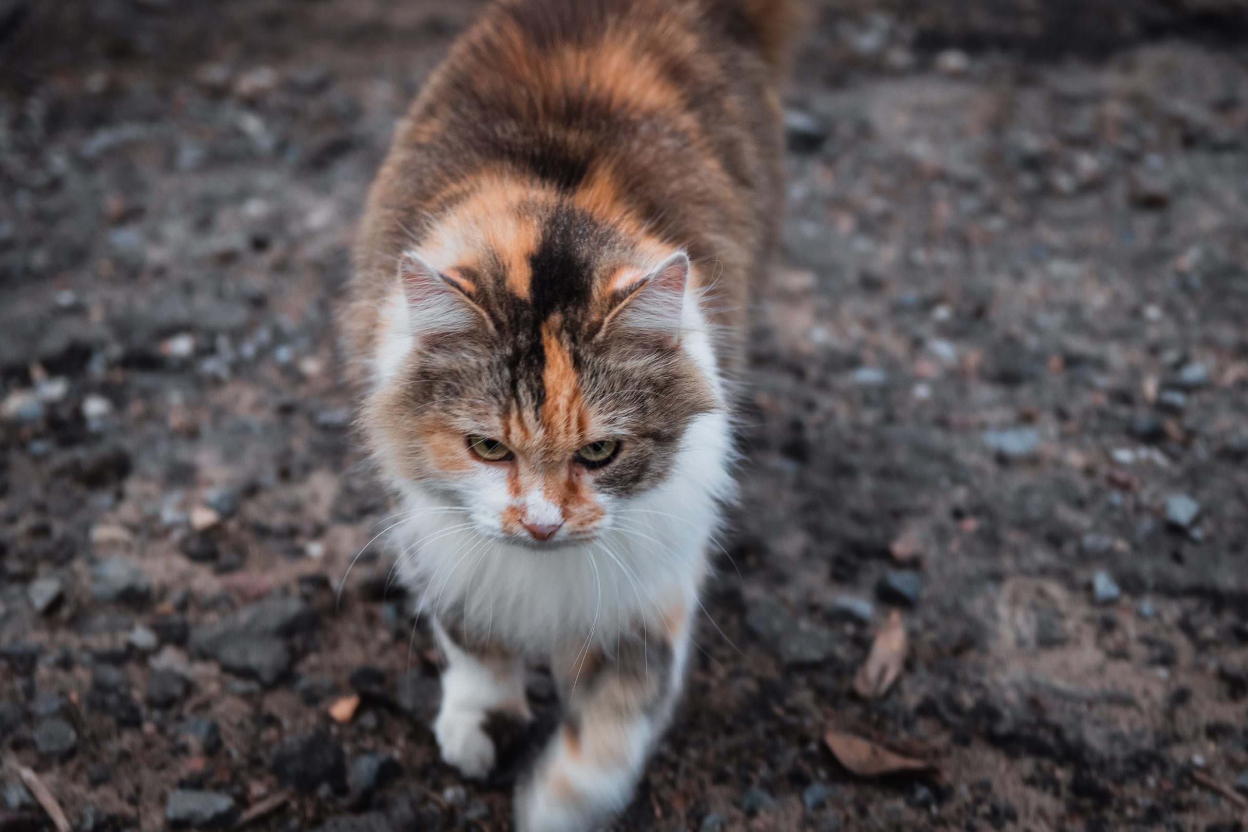 Best Litter Boxes for Large Cats