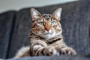 Best Cat Silvervine Sticks, Chews, & Toys for Cats