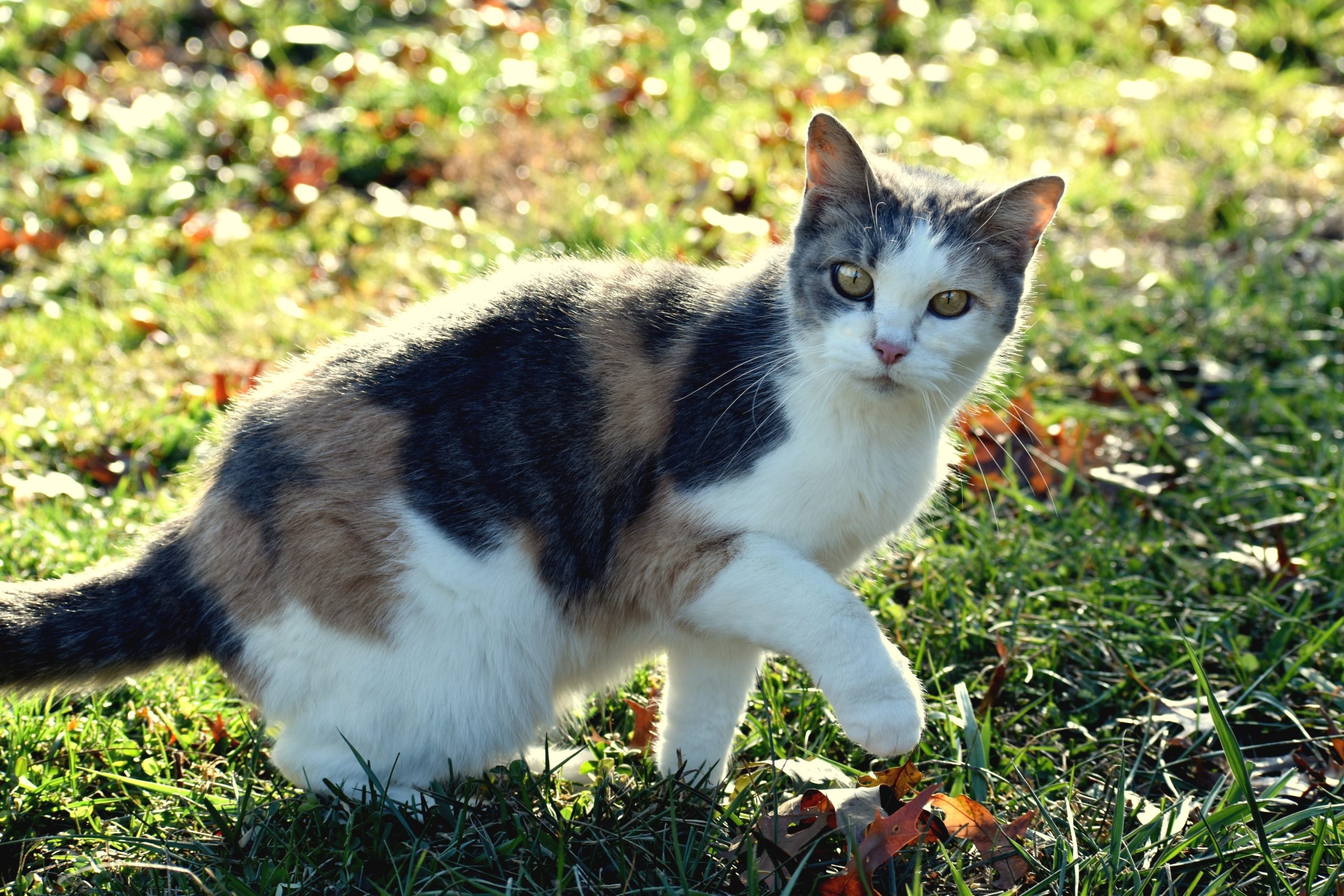 Best Corner Cat Litter Boxes