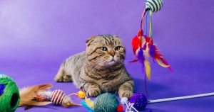 PetWireDaily — 6 Best Cat Subscription Boxes in 2026: Monthly Treats, Toys & More