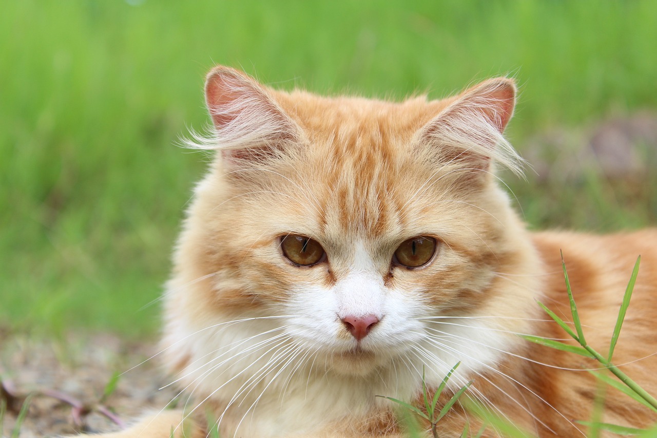 Cat Collar Camera caméra vidéo pour animaux de compagnie pour