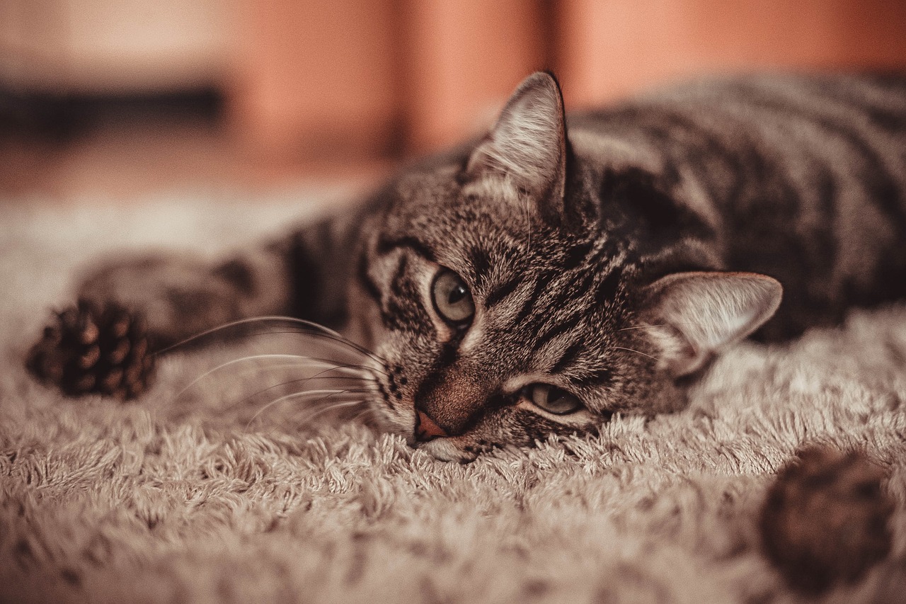 Cute Printed Cat Doormat –