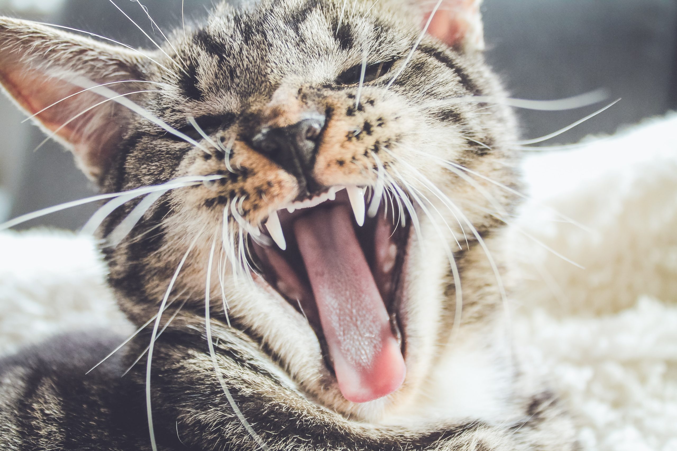 Best Dental Chews & Treats for Cats