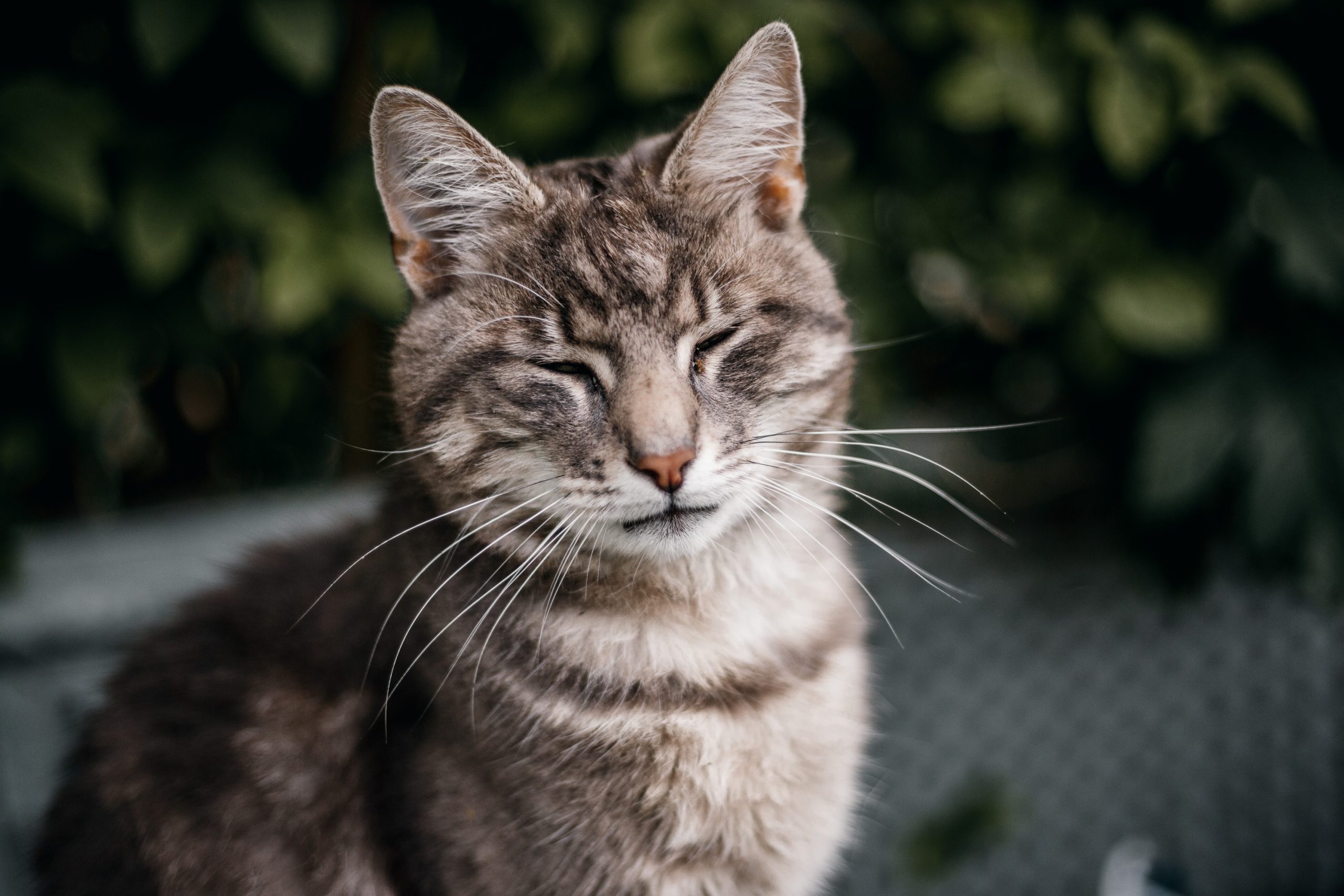 Best Cat Memorial Stones & Plaques