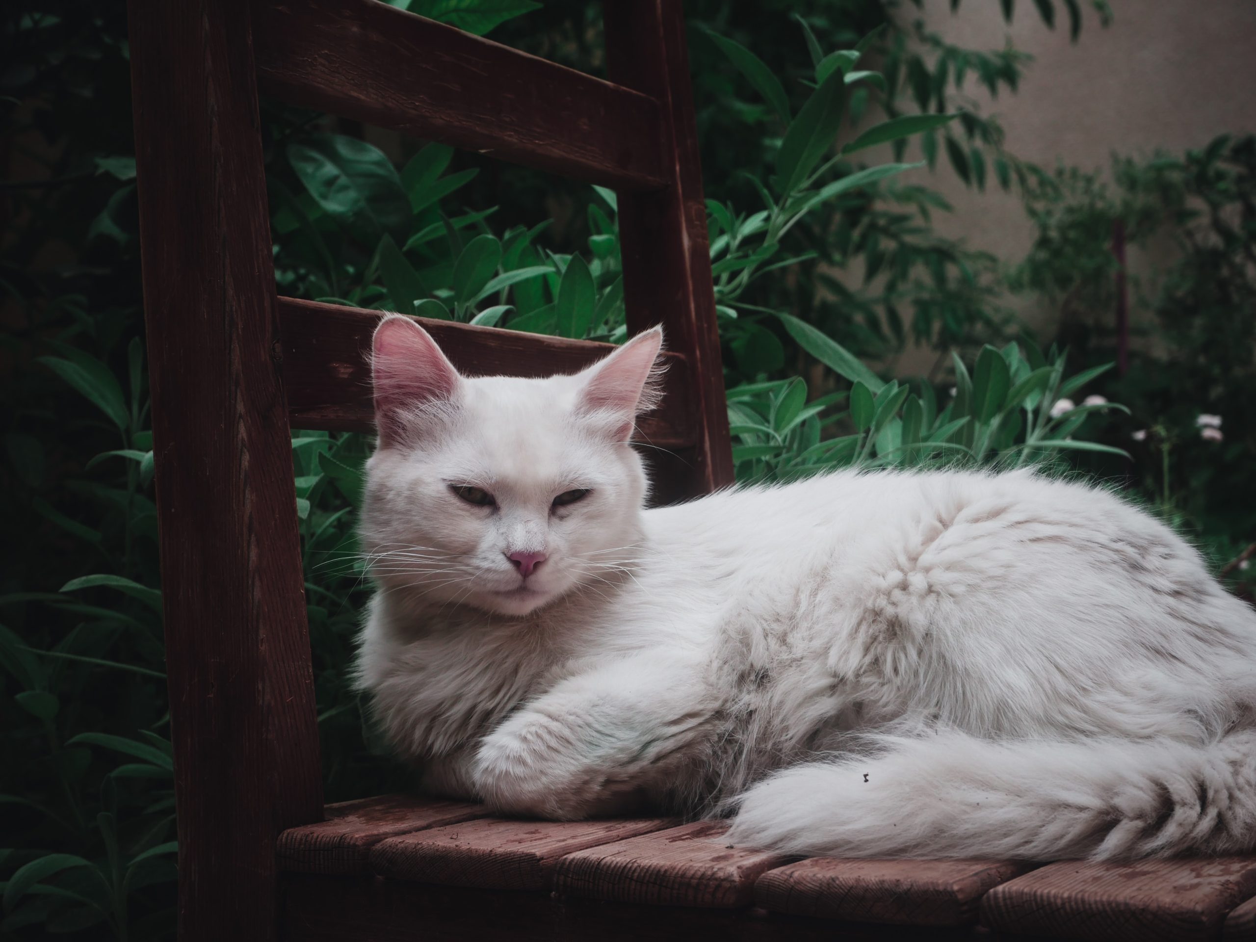 Best Cat Memorial Bracelets