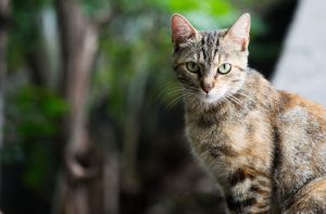 PetWireDaily — 8 Best Cat Silvervine Powders