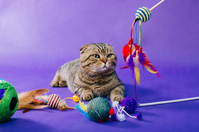 Cat toy 2024 subscription box