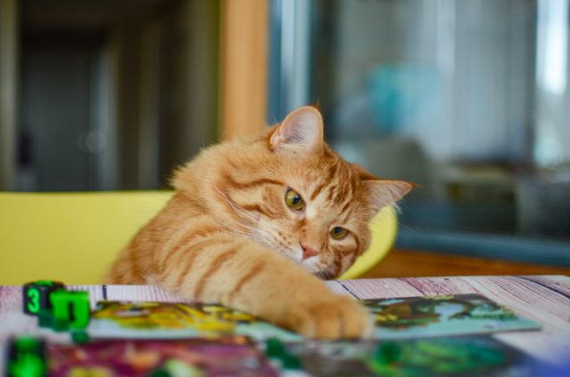 board games with cats