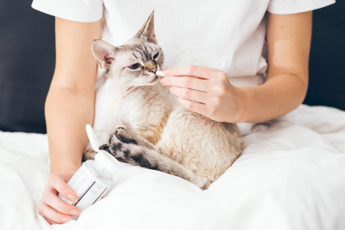 A playful Devon Rex Cat looking affectionate, curious, and ready to stay nearby.