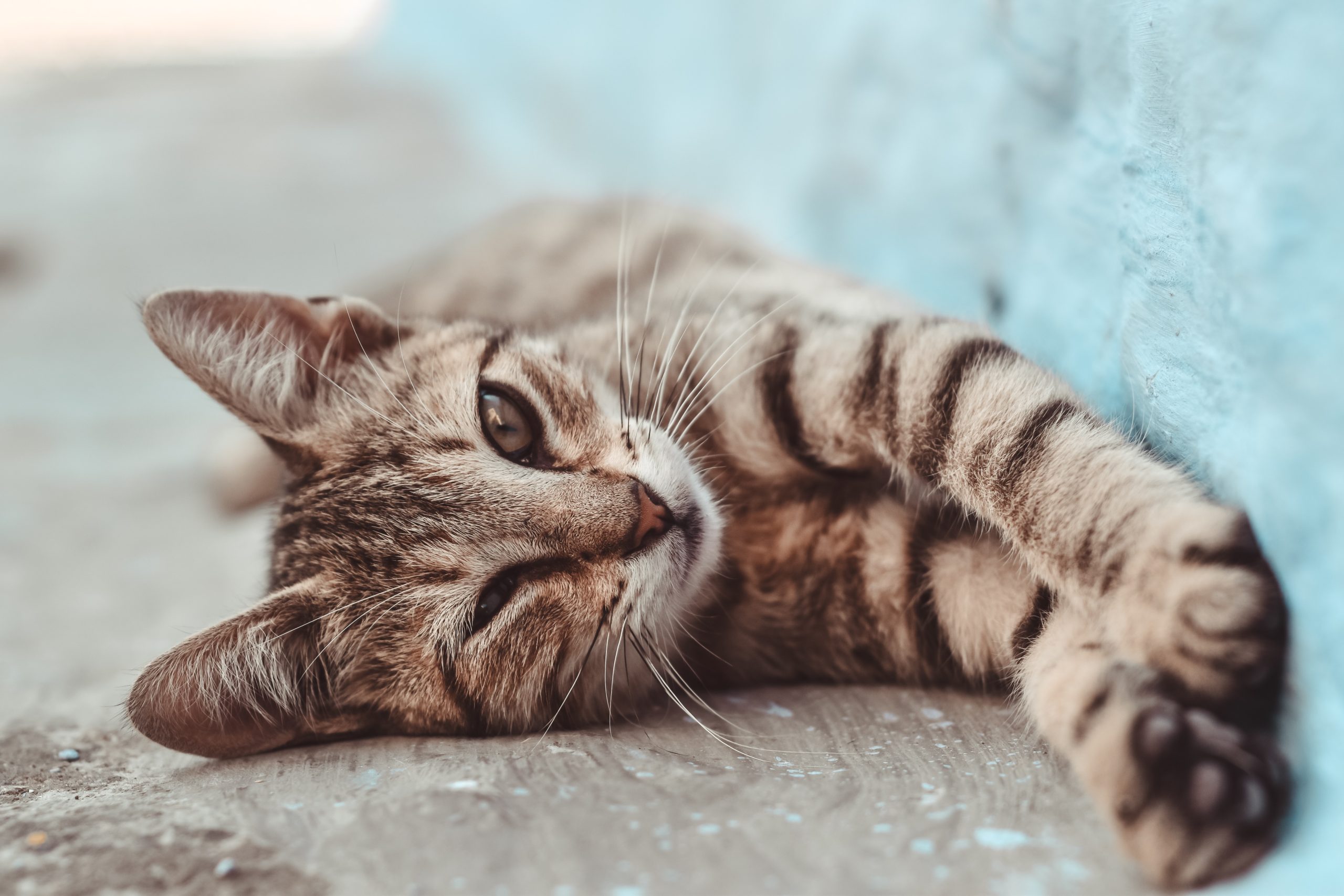 Best Joint Supplements for Cats