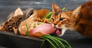 PetWireDaily — 5 Best Cat Food Subscriptions in 2026: Fresh Meals Delivered to Your Door