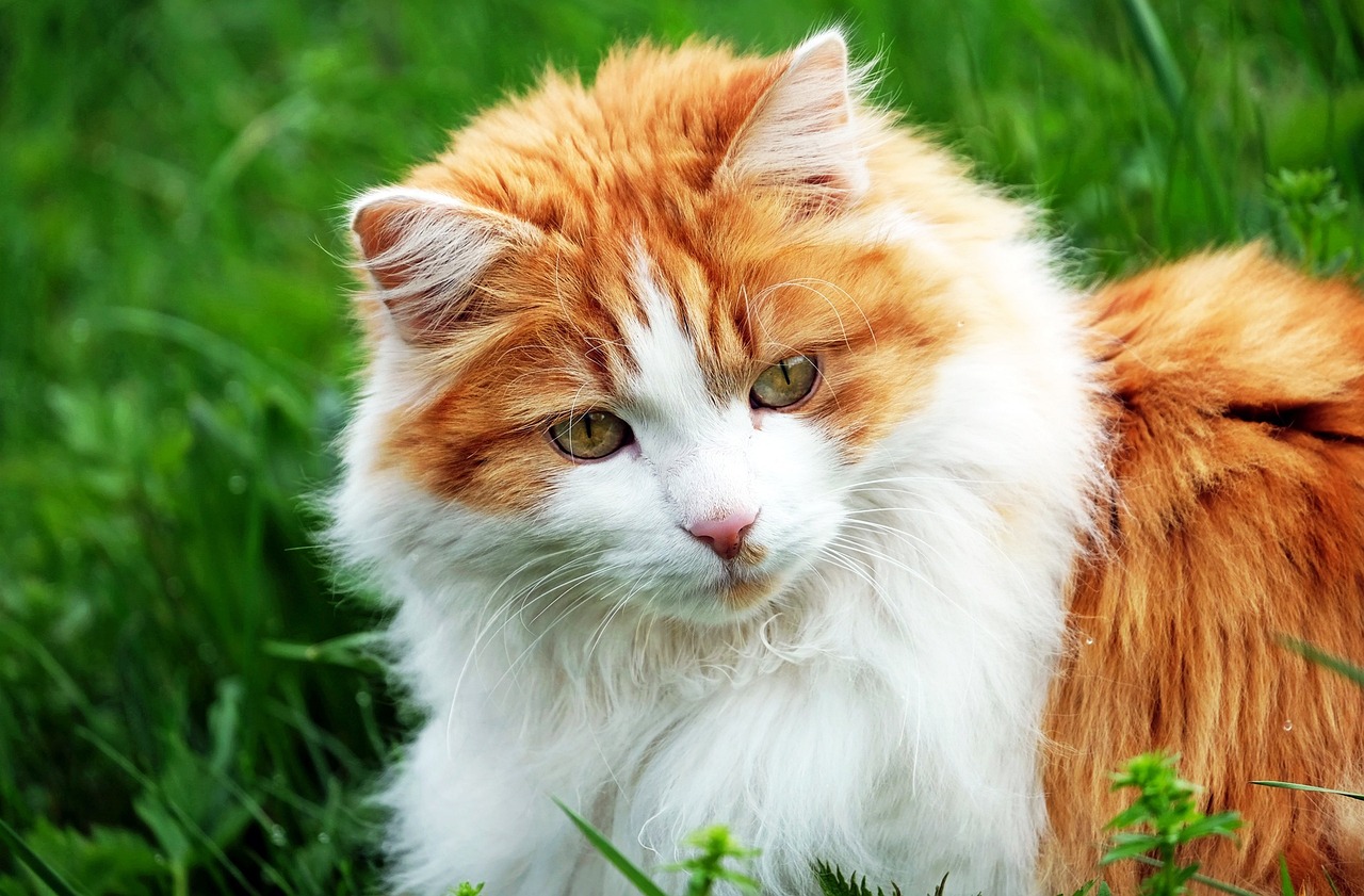 Best Cat Ringworm Treatments