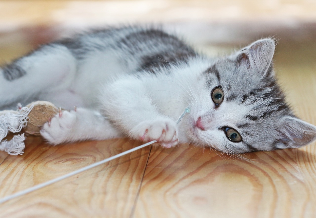 Best Feather Toys for Cats