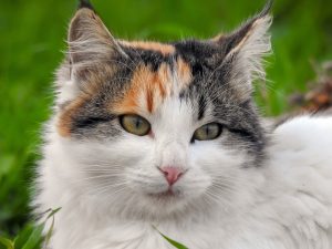 Best Cat Deworming Treatments