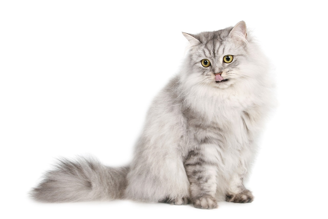 Best Cat Foods for Shedding