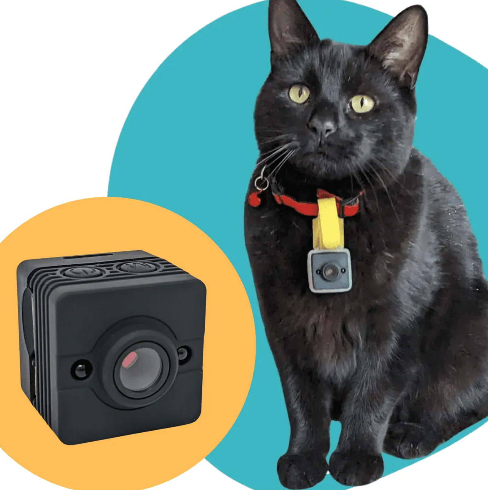 Cat Collar Camera – The CollarCam