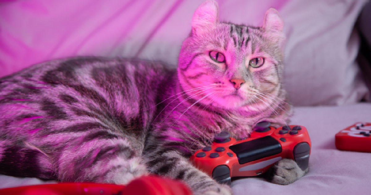 The 8 Finest Cat Video Video games Accessible On Amazon For Feline-Loving Avid gamers