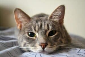 PetWireDaily — 7 Best Cat Nose Balms