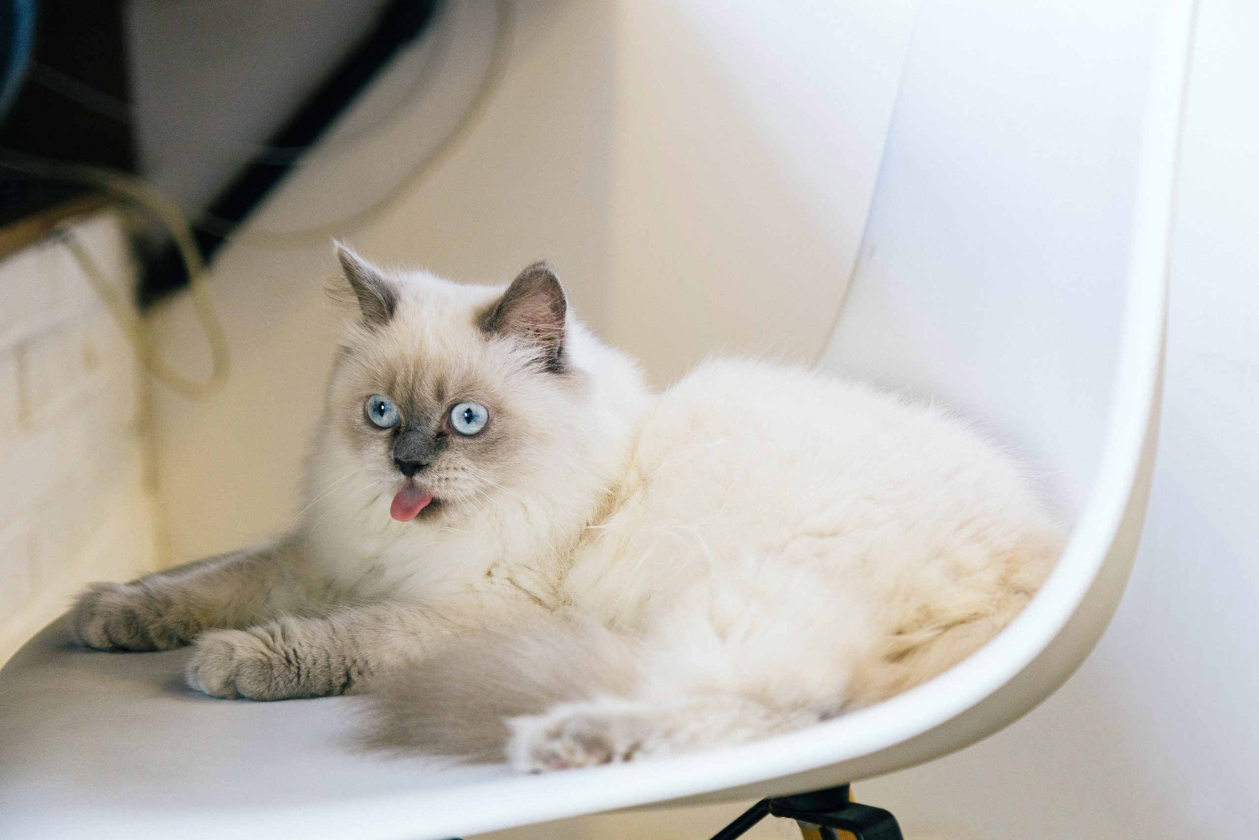 9 Finest Cat Meals for Diabetic Cats