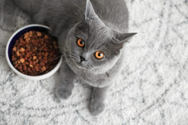 Limited Ingredient Cat Foods