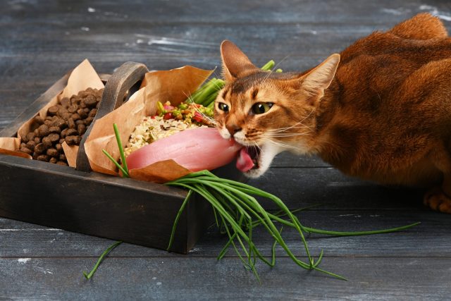 subscription cat food