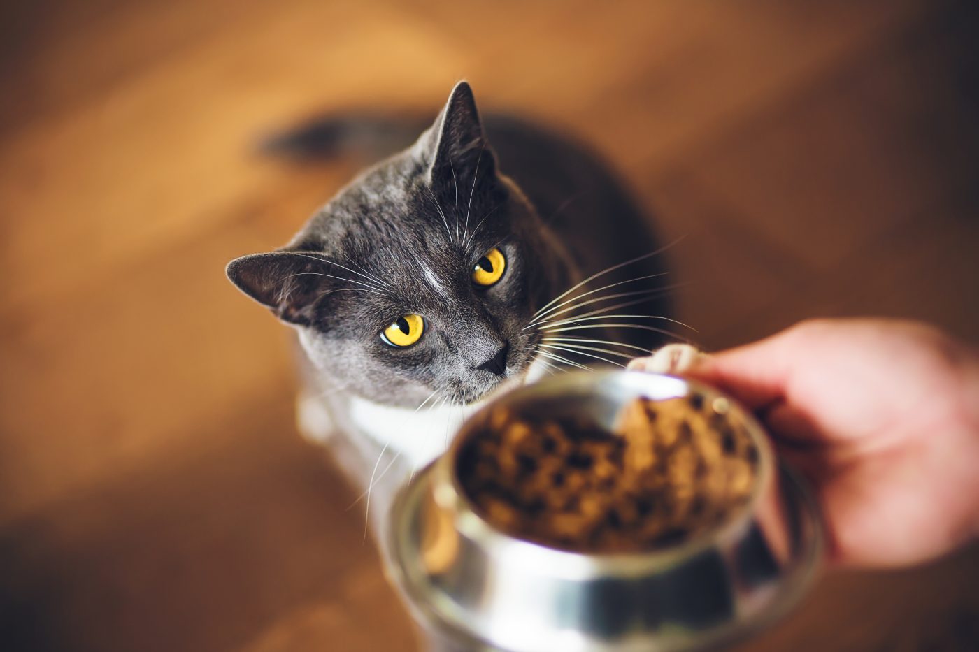 best beef cat food