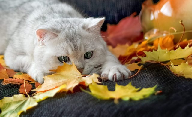 fall products for cat lovers