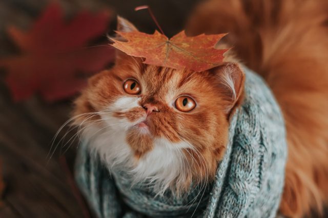 fall products for cat lovers