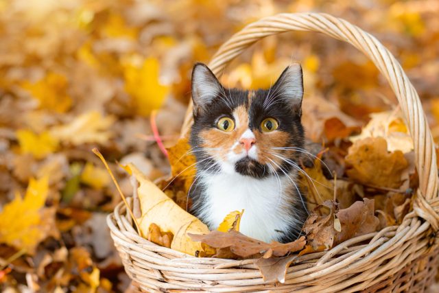 fall products for cat lovers