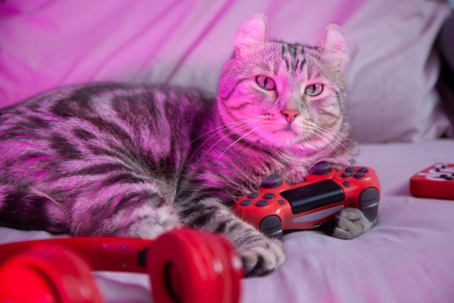 cat video game