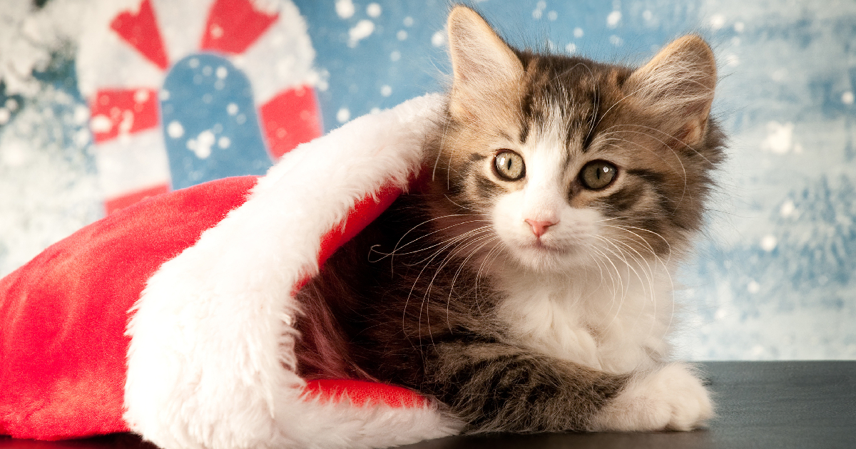 Eye-Catching Cat Stockings