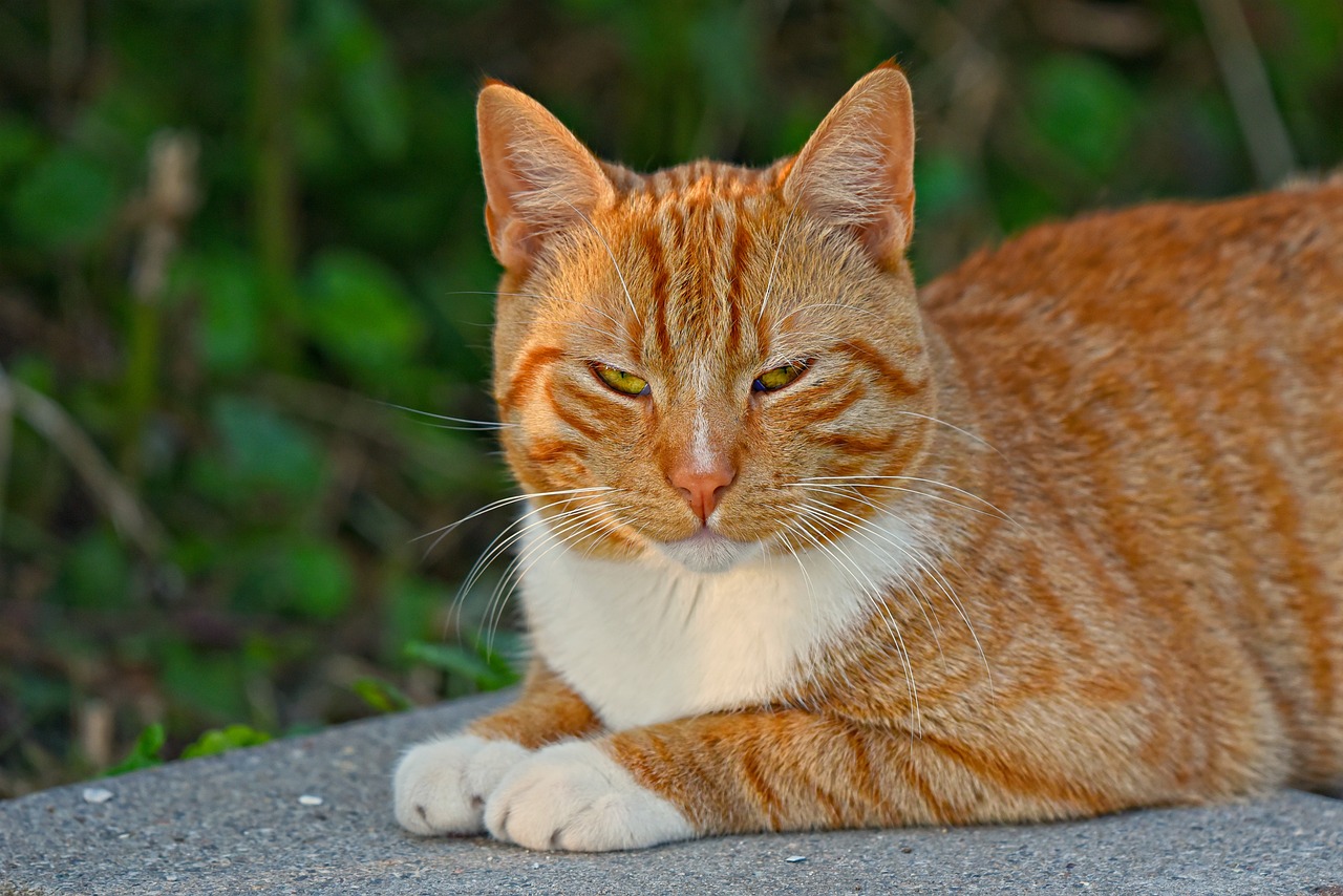 Best Cat Tunnels