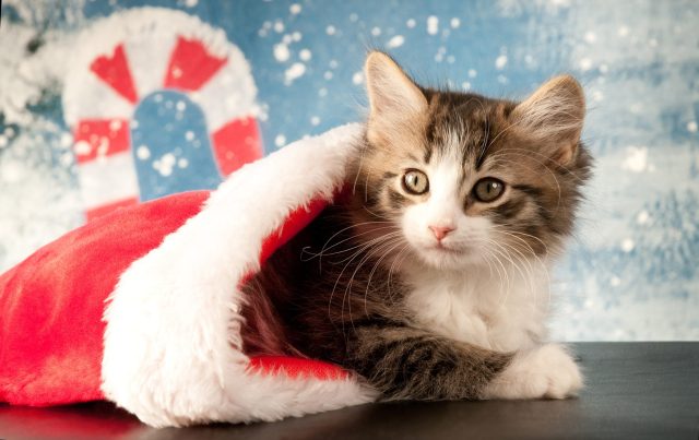 The 12 Best Cat Christmas Stockings To Hold All Your Kitty's Holiday Treats