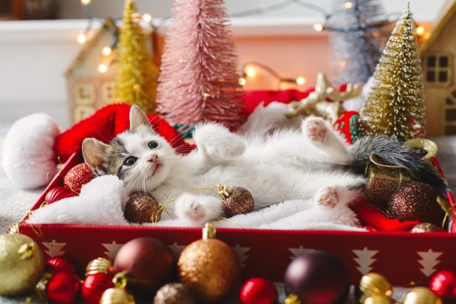 cat Christmas decorations