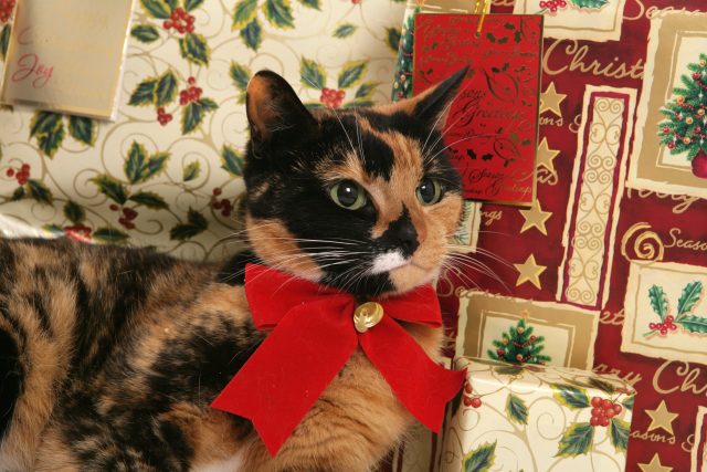 Christmas cat collar