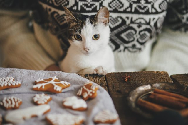 Christmas cookies for cats