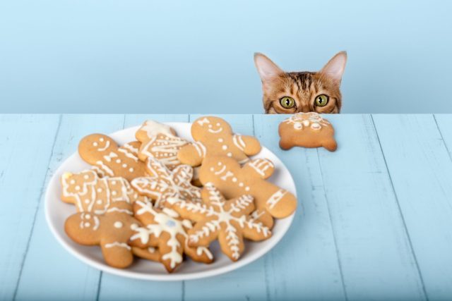 Christmas cookies for cats