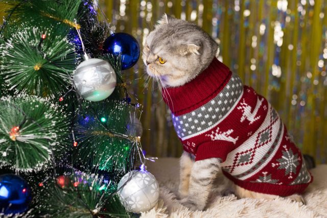 cat Christmas ornaments 