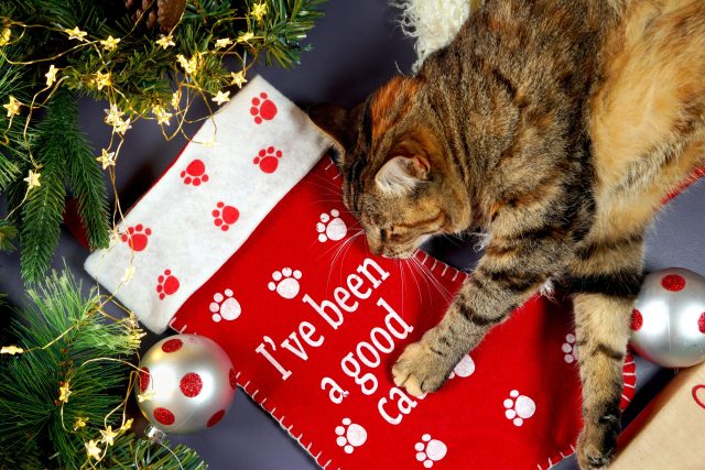 cat Christmas stockings