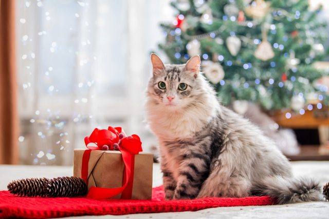 The 12 Best Cat Christmas Gifts For Your Feline Sugarplum This Holiday ...