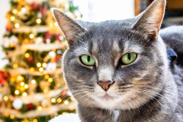 Paws And Whiskers: A Guide to Cat Christmas Decorations  