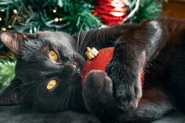 cute cat ornaments 