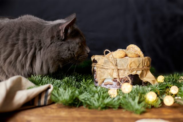 Christmas cookies for cats