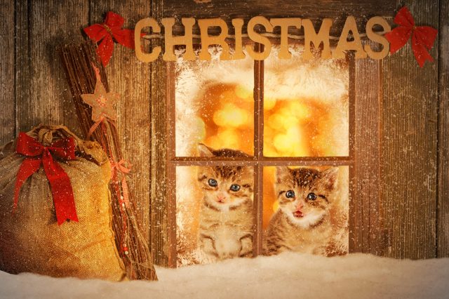 advent calendar for cats