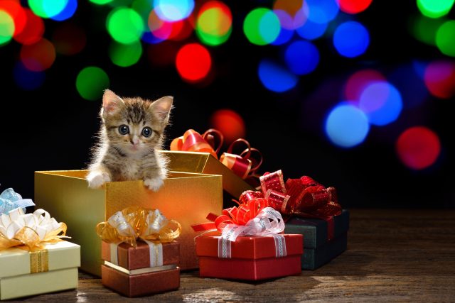 cat Christmas gifts