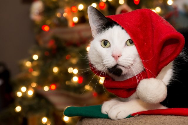 The 12 Best Cat Christmas Decorations For The Most Festive Of Feline ...