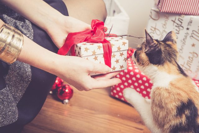 Christmas gifts for cats