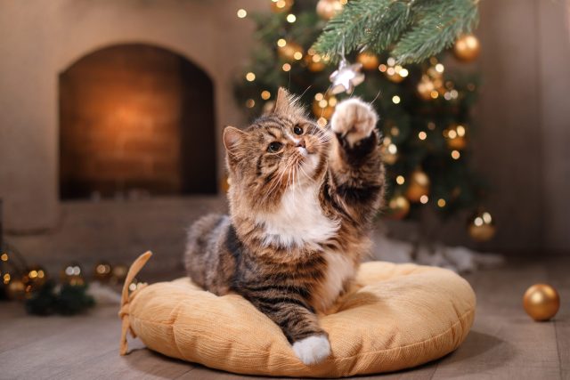 cat Christmas decorations